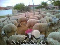 yozgat / bogazlıyanda acil 300 adet kuzu satlıktır saf kangal