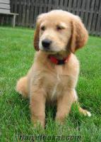 golden yavrusu 2011 sahibinden satılık golden yavrusu köpek