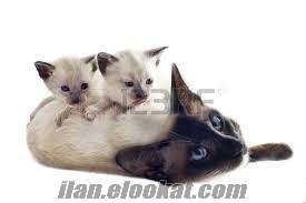 veterinerden ücretsiz kedi safkan siyam yavrusu
