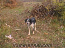 Bayburt Aydıntepede köpek veriyorum