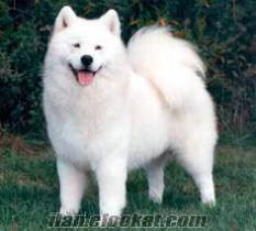 SAMOYED VEYA ÇİN ASLANI YAVRUSU ARANIYOR