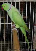 Bursada pakistan papağanı