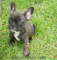 TİGER FRENCH BULLDOG YAVRULAR