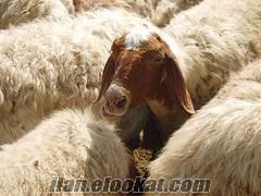 Ankarada sahibinden satılık ivesi koyunlar ve halep keçileri