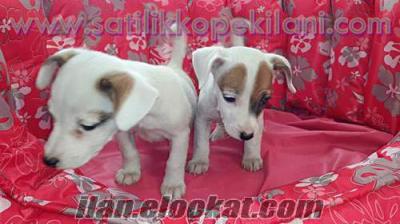 KISA BACAK JACK RUSSEL TERRİER