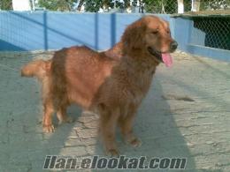 satılık golden retriever 2 yaşında dişi