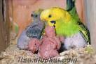 manisa dan satılık jumbo muhabbet yavru kuşları