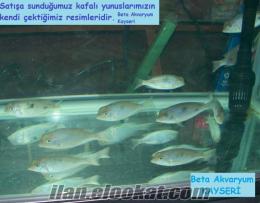 beta balıkları Muhteşem Kafalı Yunus Kolonisi Kayseri Beta Akvaryum