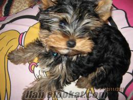 Yorkshire Terrier sıfır numara 2, 5 aylık yavru