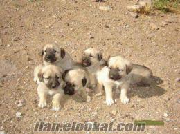 4 AYLIK SAFKAN KANGAL YAVRUSU