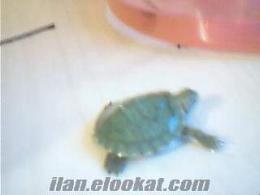  Bozüyükde satılık kaplumbağalar