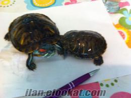  satılık su kaplumbağası