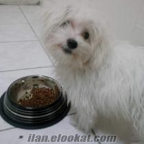 Safkan Maltese Terrier 3, 5aylık, sağlıklı, mutlu ve akıllı.