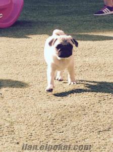 ORJİNAL SAFKAN PUG(MOPS) KÖPEĞİMİZ YUVASINI ARIYOR