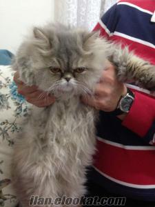 iran kedisi 8 aylık ücretli veriliyor