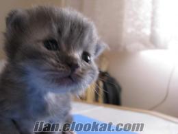 İran kedisi yavruları ANKARA 1 aylık