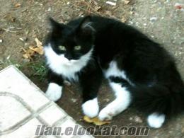 Ankarada siyah beyaz çok iyi huylu sevdiren 6 aylık kedi yavrusu.