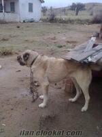 SÜPER KANGAL KÖPEĞİ DİŞİ