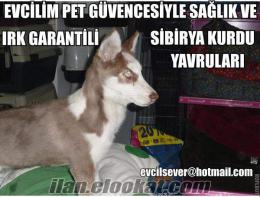 ***EVCİLİM PET*** KIZIL HUSKY YAVRUMUZ YILBAŞI KAMPANYASI SADECE 300 TL