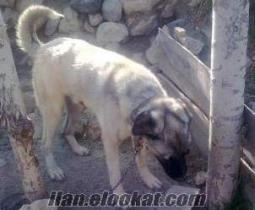 Kayseride satılık saf kangal