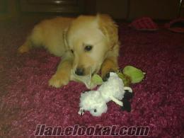 GOLDEN RETRIEVER SAFKAN 5.5 Aylık Altın