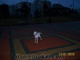 Trabzondan sahibinden satılık setter cinsi köpek