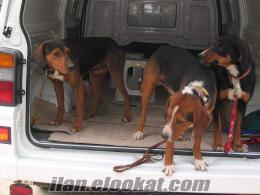 av köpeği rize satılık kopay eğitimli av köpeği