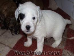 İzmir-Bornova'da Satılık Terrier Yavrusu
