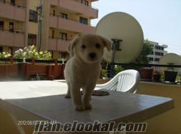 satılık terrier yavrusu