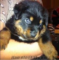 45 günlük erkek rottweiler