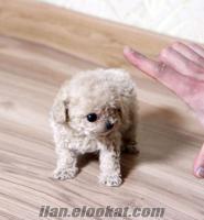 TOY POODLE SÜTLÜ KAHVE BEBEK