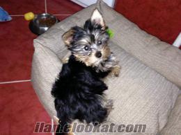 satılık yorkshire terrier