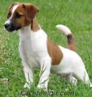 Ücretsiz jack russell yavrusu arıyorum.