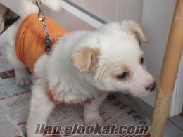 izmir buca sahibinden satılık 3 aylık 1 numara beyaz terrier