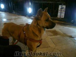 Karadeniz Ereğlide ücretsiz köpek