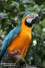 sevimli, mavi ve altın takdire Amerika papağanı papağan.