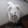izmir kendi aracıyla izmir şirinyerde bir gözü mavi bir gözü yeşil beyaz van kedisi 10 aylık
