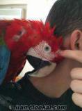 kırmızı ara papaganı 130 gunluk yavru macaw
