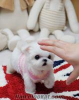 MALTESE TERRIER MICRO TEACUP YAVRU