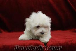 I LOVE ALL PETS_DEN MALTESE TERRIER YAVRULARI