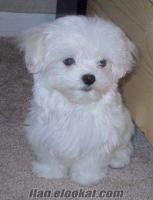 sahibinden 60gunluk dişi maltese terrier