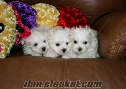 MALTESE TERRIER SAFKAN MİNİCİK YAVRULAR