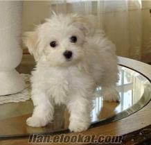 Balıkesirden sahibinden satılık maltese terrier