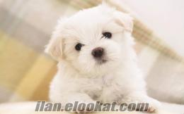 ücretsiz 0-5 aylık beyaz maltese terrier arıyorum