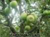 elma salyangoz Korkutelide satılık 22 dönüm elma bahçesi