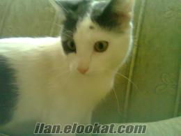 Ankara-dikmende kayıp kedi