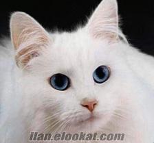 mavi gözlü ankara kedisi / 2 yaşında