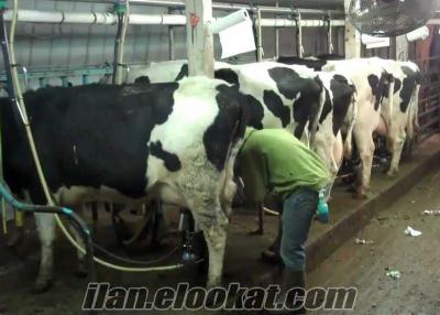 hollanda inekleri hollanda holstein buzalı süt inekleri satılıktır