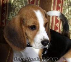 Çok Sevimli Yavru Beagle