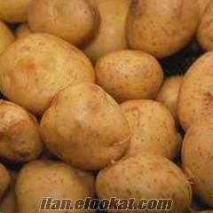 nevşehir patates tohumu Melody Patates Tohumu